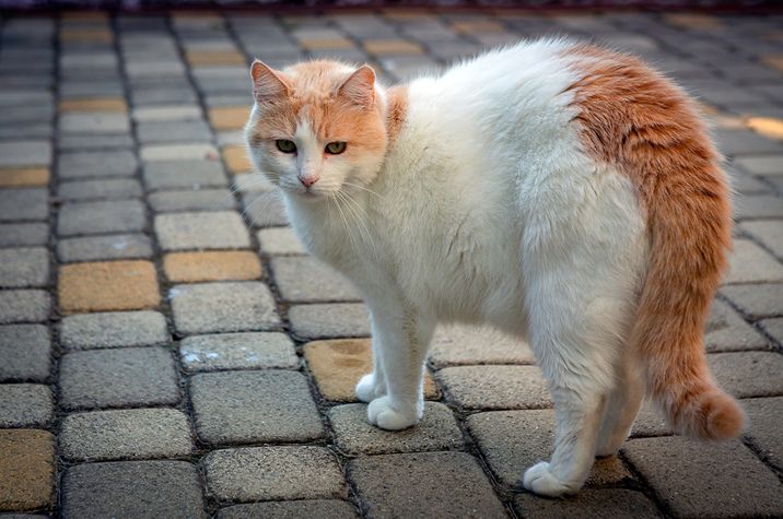 Turkish Van Cat in Street