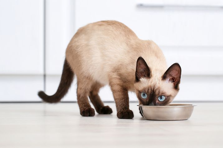 Siamese cat eating food