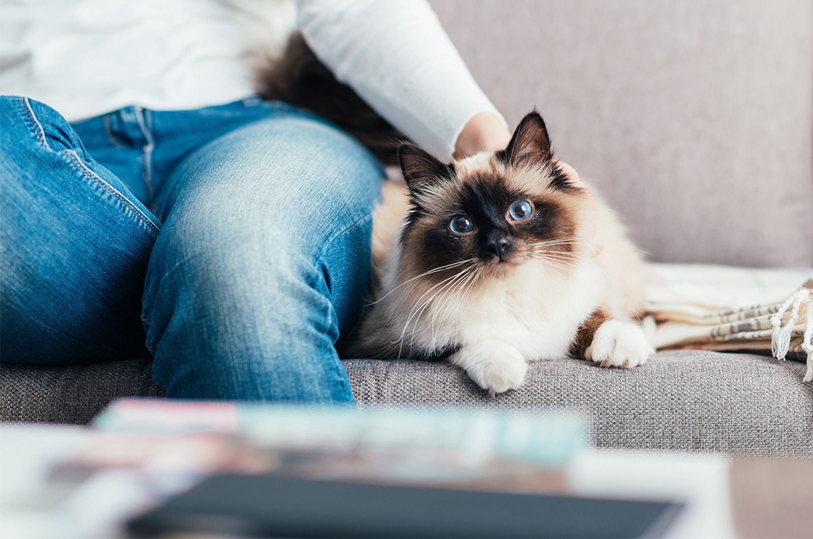 Birman cat on sofa