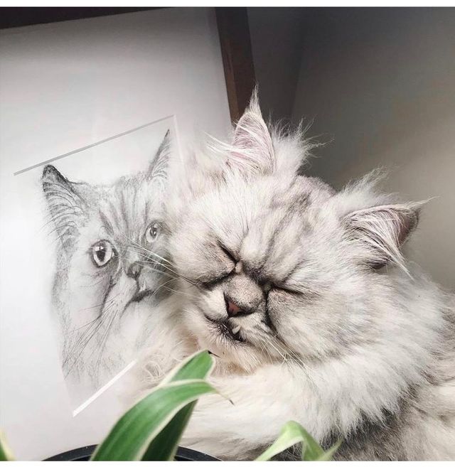Homeless Cats and Rescue Stories