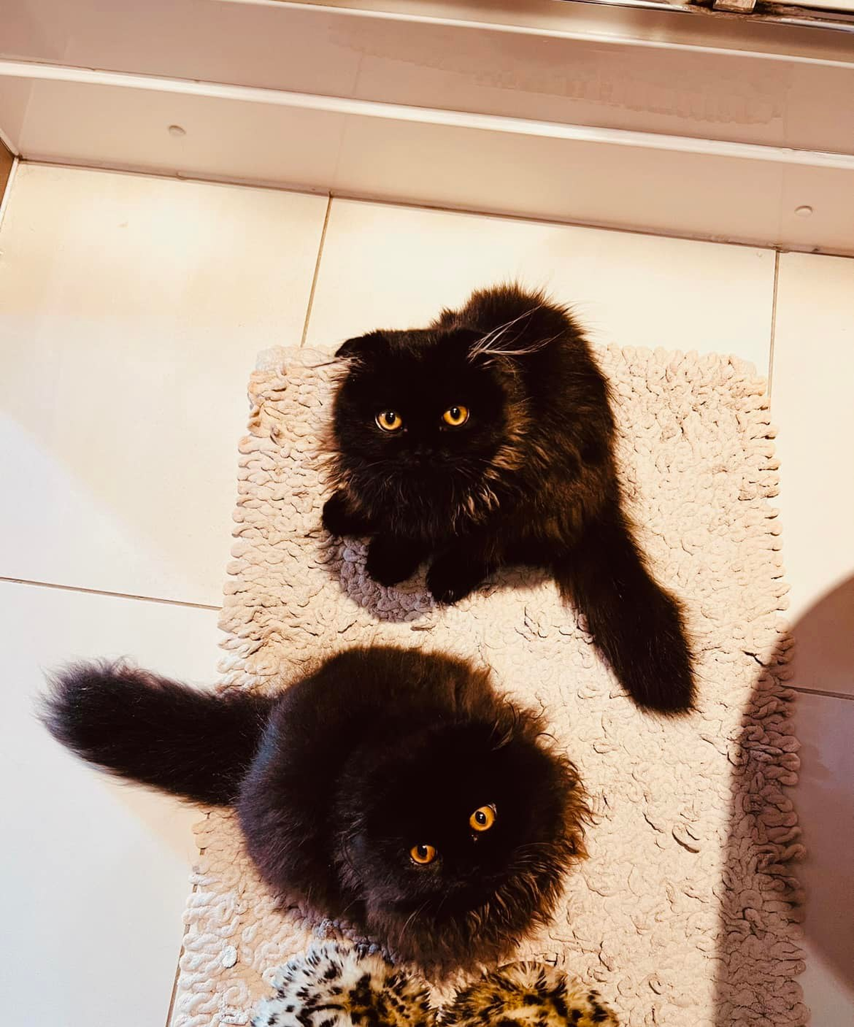 Shot from above of two ver y fluffy black Persian cats with orange eyes looking at the camera