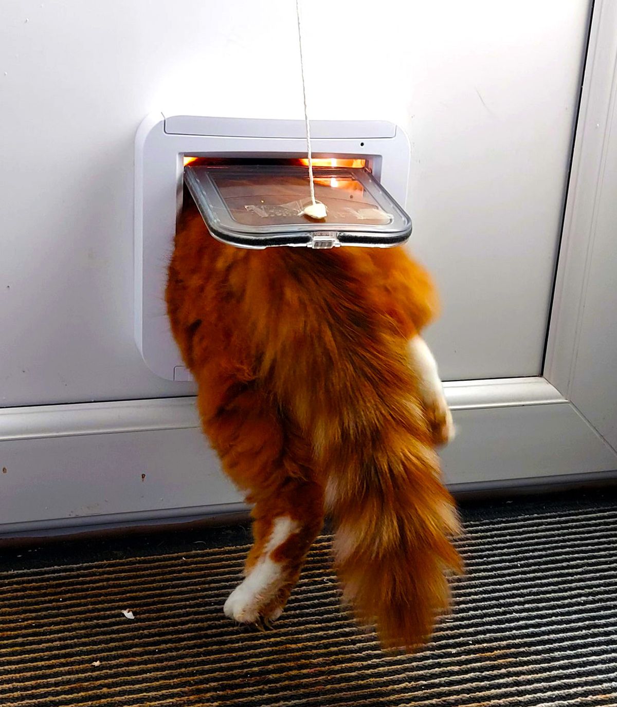 How to train your cat to use a cat flap