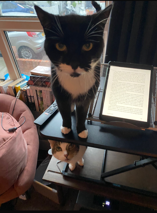 Kitties
