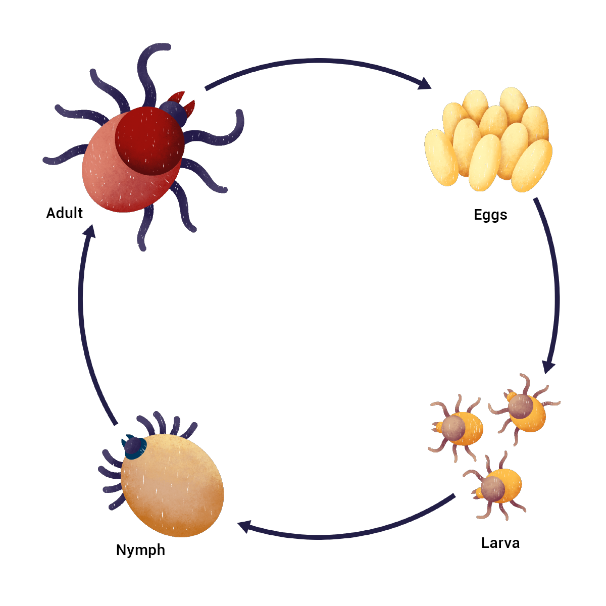 Cats And Ticks