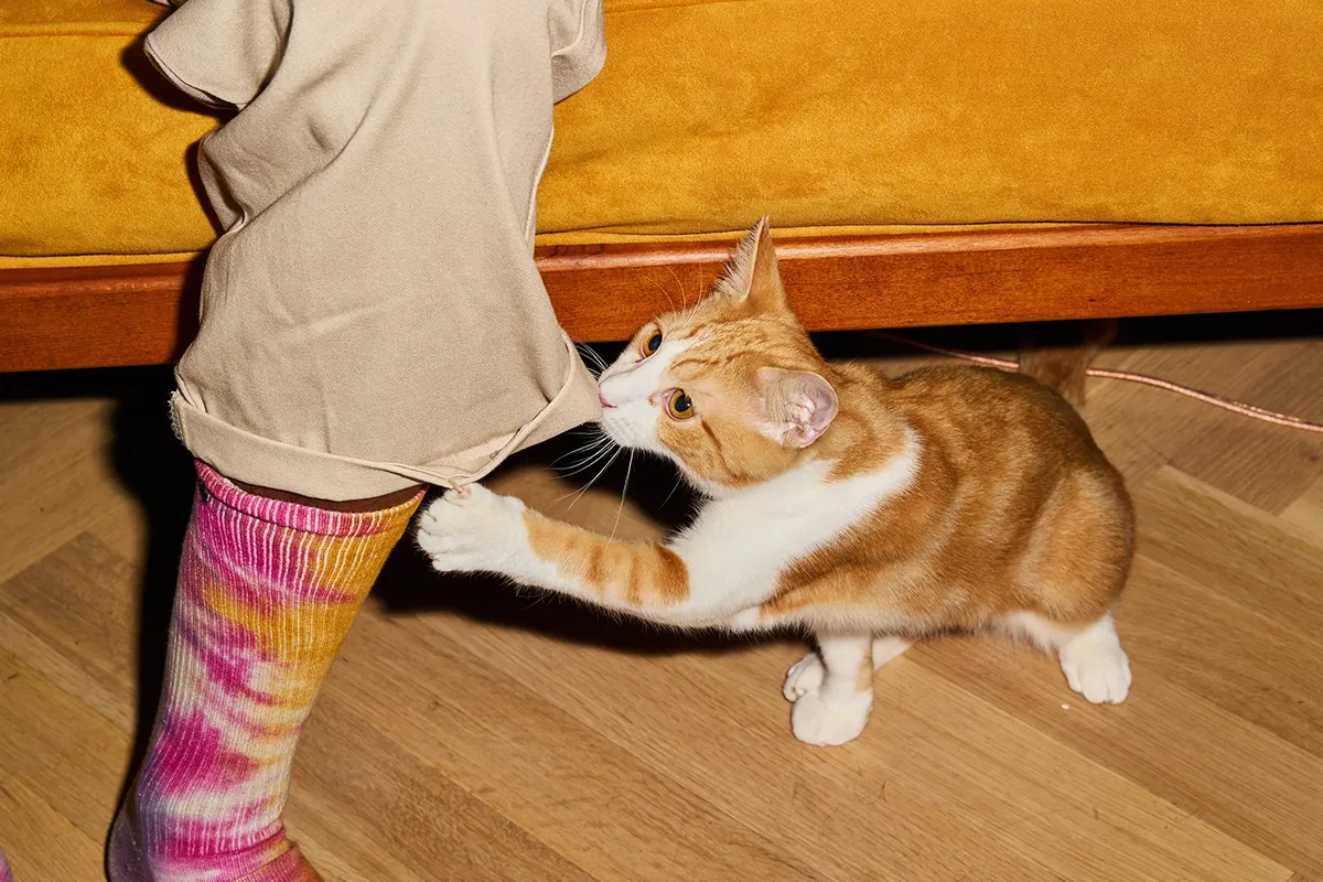 Cat kneading behaviour why does my cat knead me KatKin