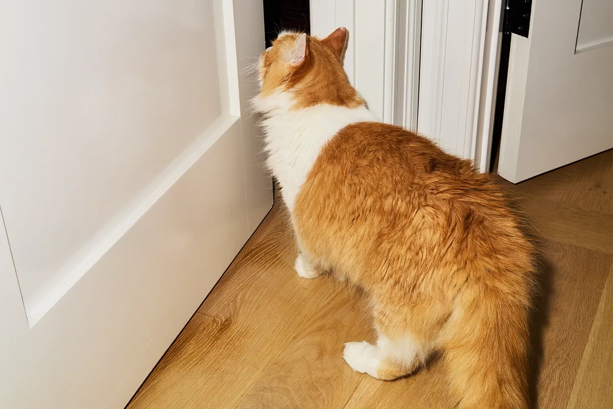 How to cat-proof your balcony