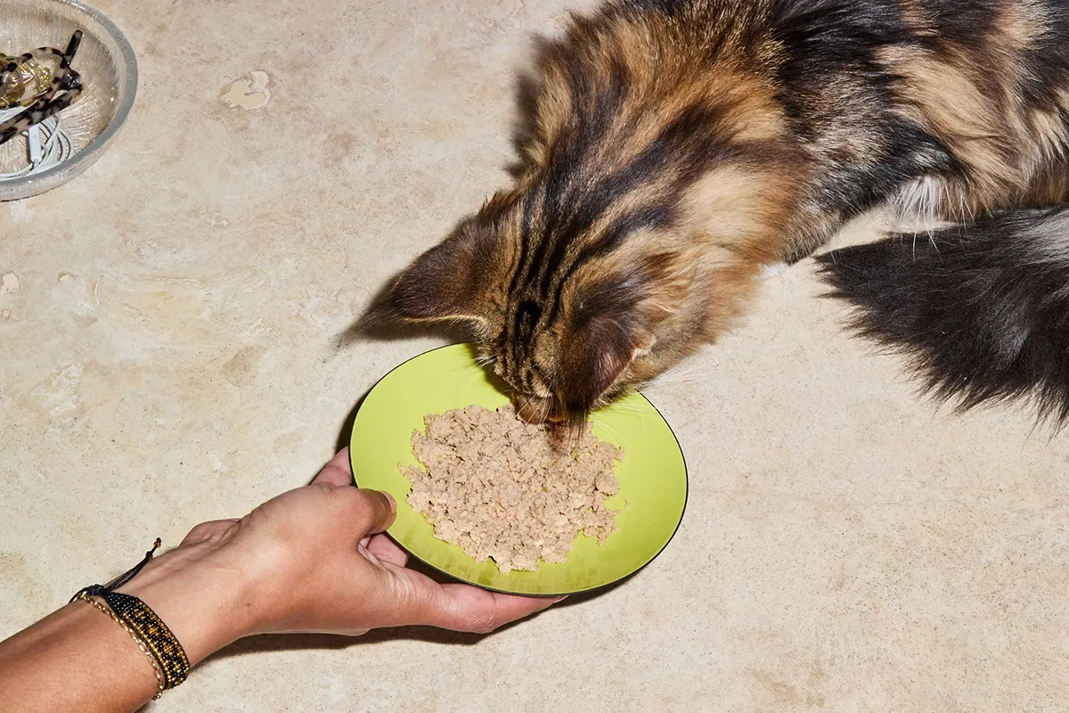 How much food should you feed a outlet kitten