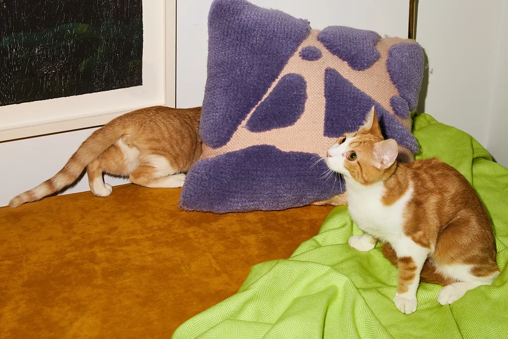 How to introduce cats to each other KatKin