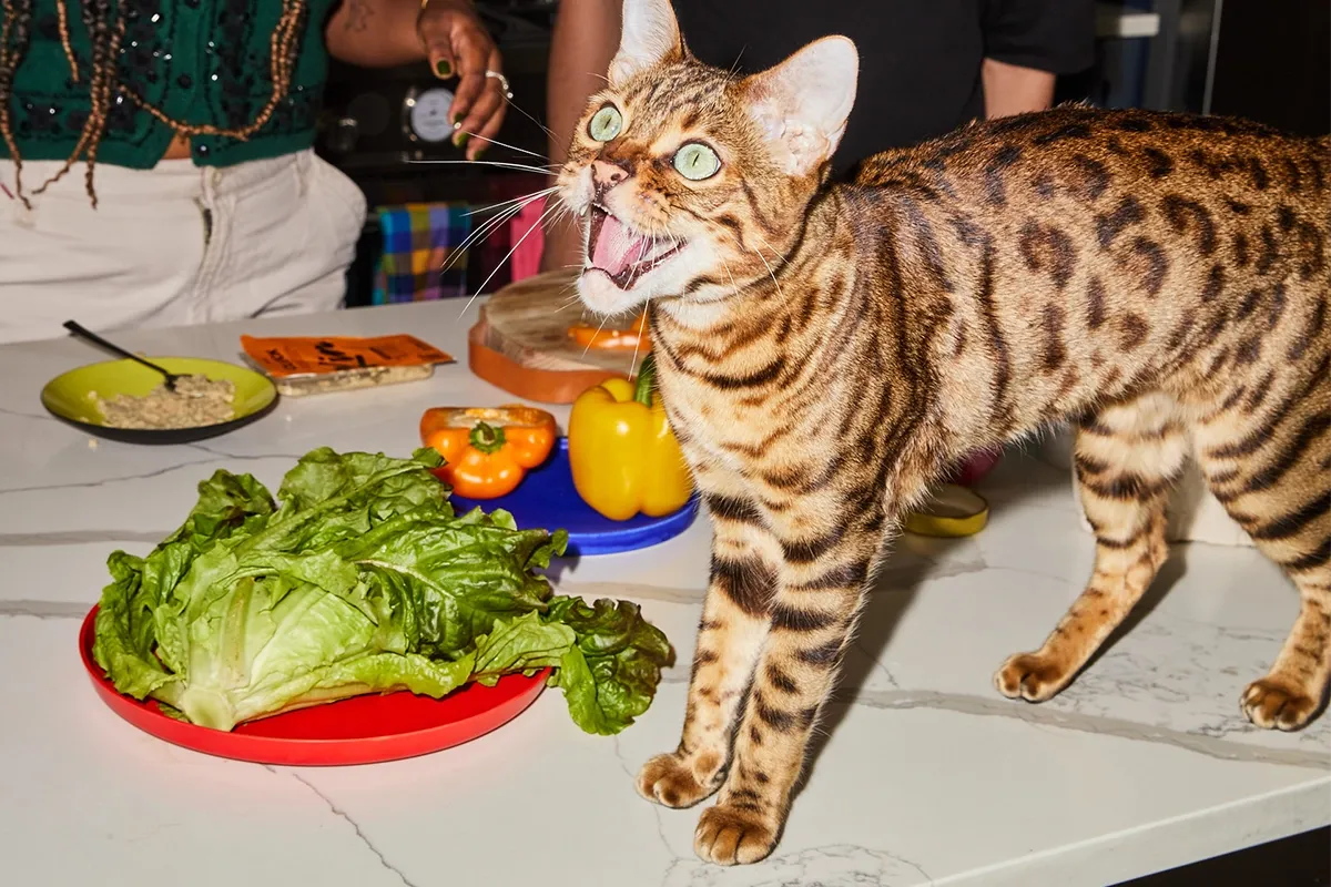 Bengal cat best sale food recommended