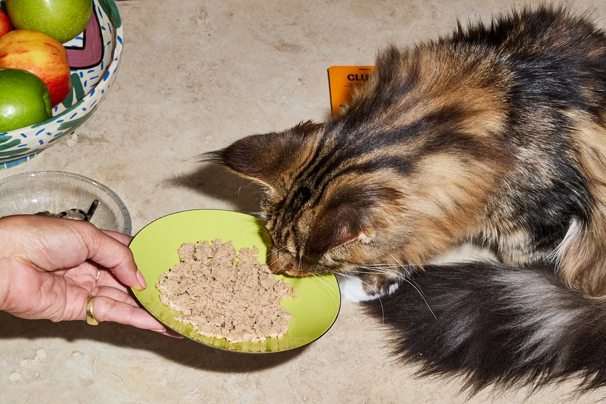 Grain in shop cat food