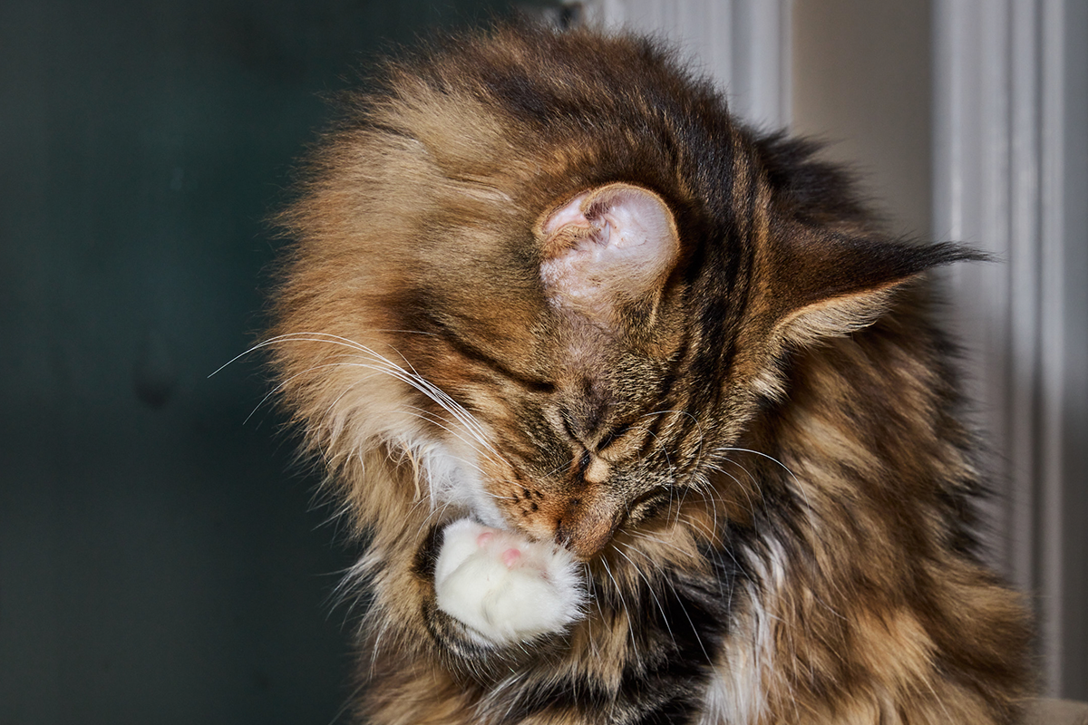 Common allergies in cats & treating them