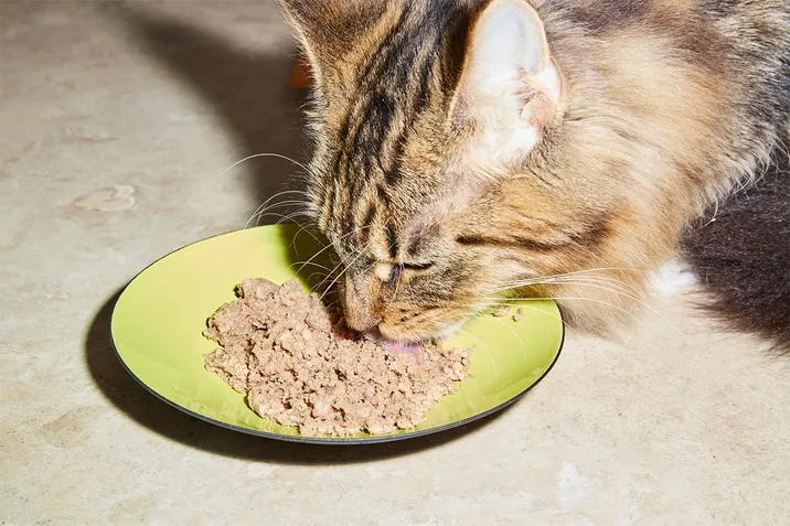 Feeding older outlet cats