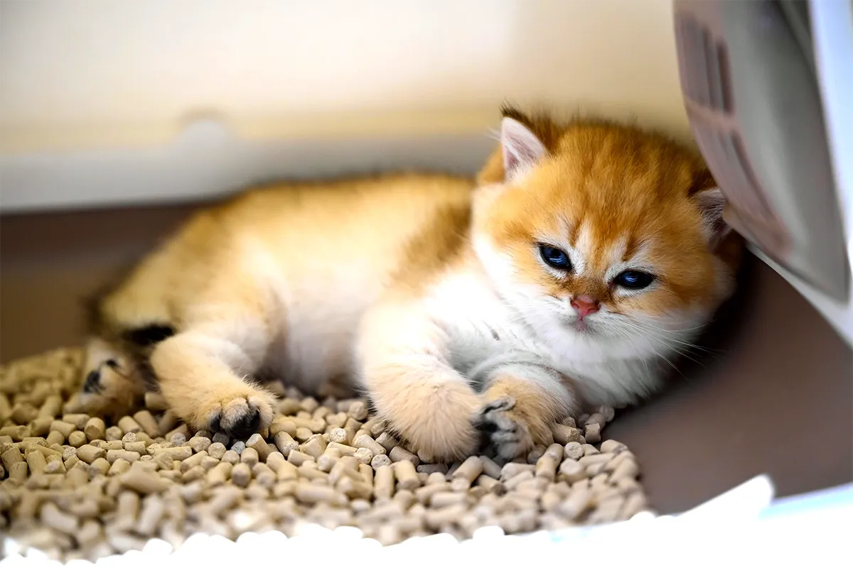 Training Your Kitten to Use the Litter Box