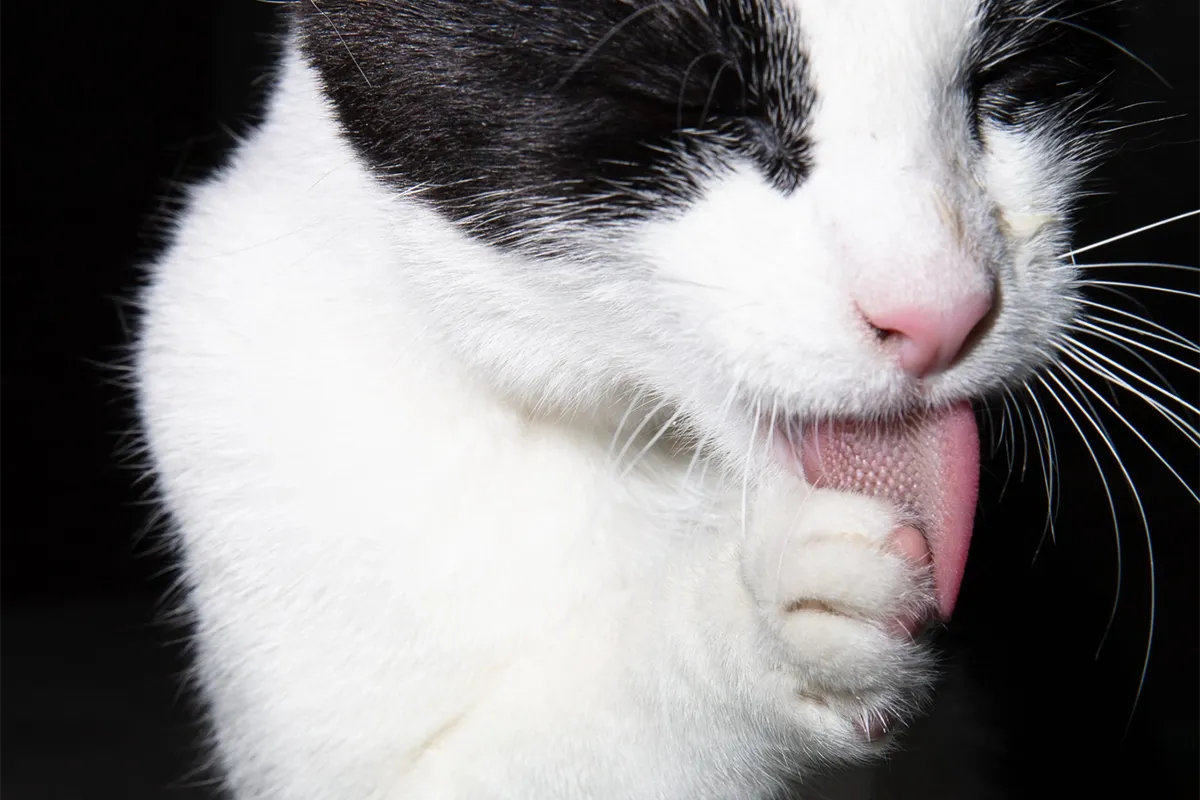 Why does my cat lick me?