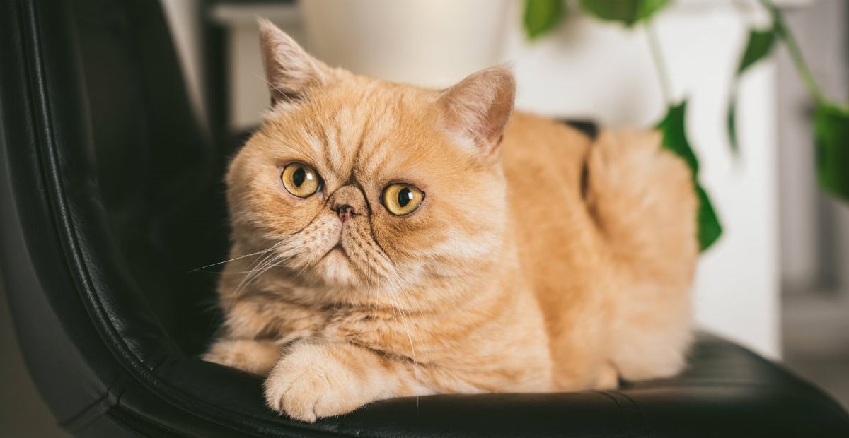 exotic-shorthair-1240x640