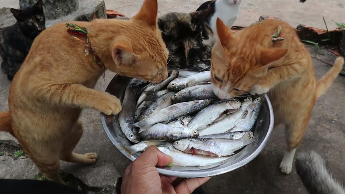 cats-eating-fish