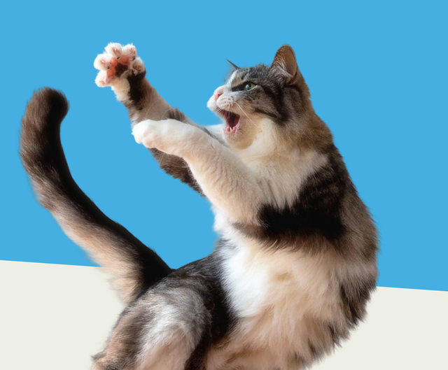 What causes cat zoomies? (And why fresh food might unlock more of them)