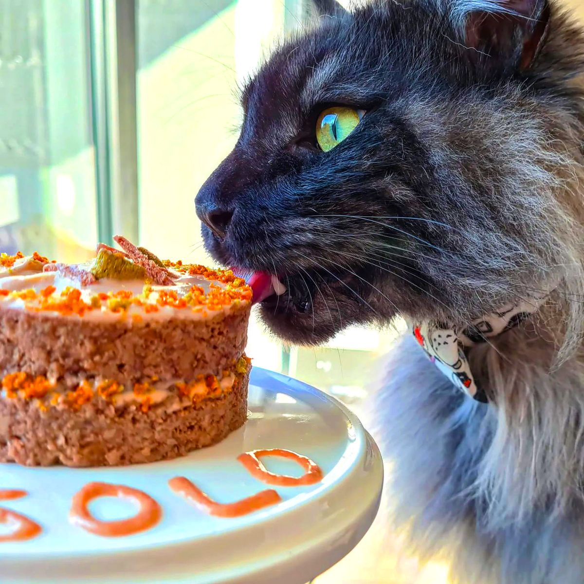 happy birthday cat eating cake