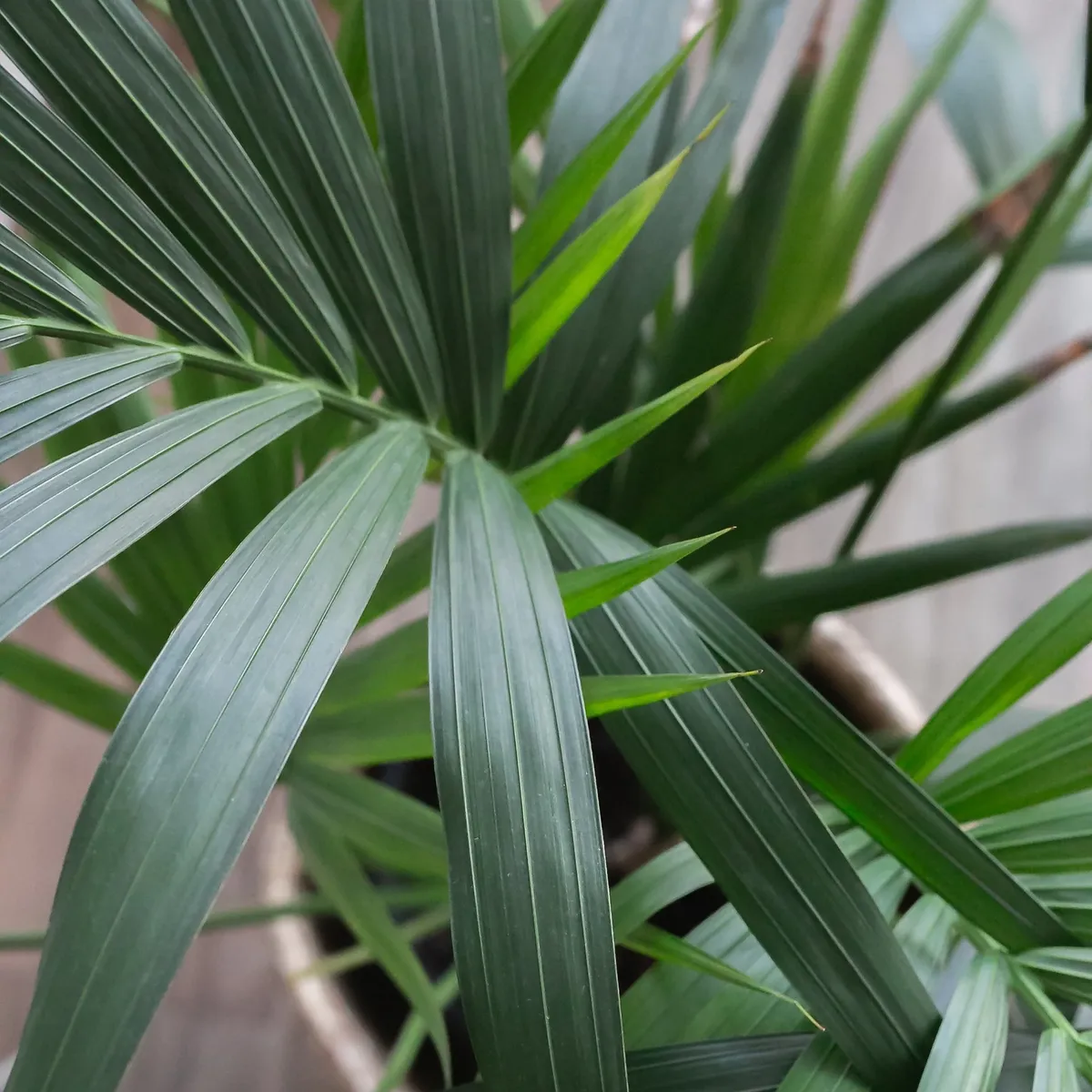 Kentia palm cats hotsell