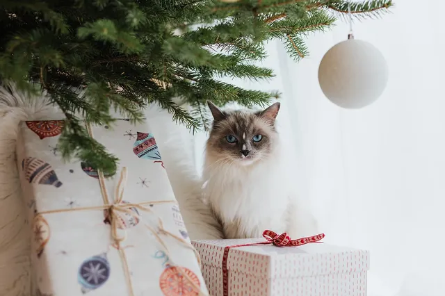 Festive season safety tips for cats