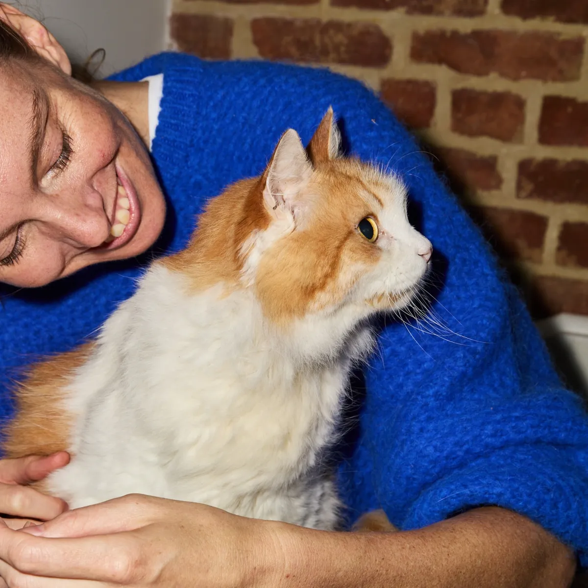 3 katkin_LandingPage_SeniorCat_WhyFreshIsRightSection image