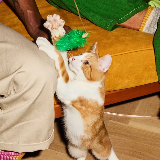 How to introduce a kitten to kids