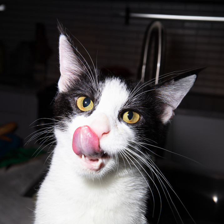 Lamb food for cats and kittens