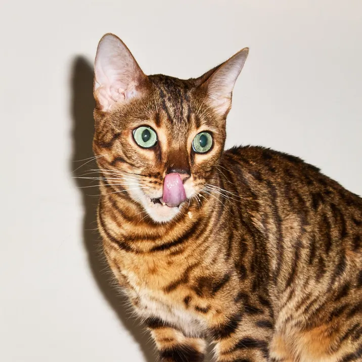 Fresh pork food for cats