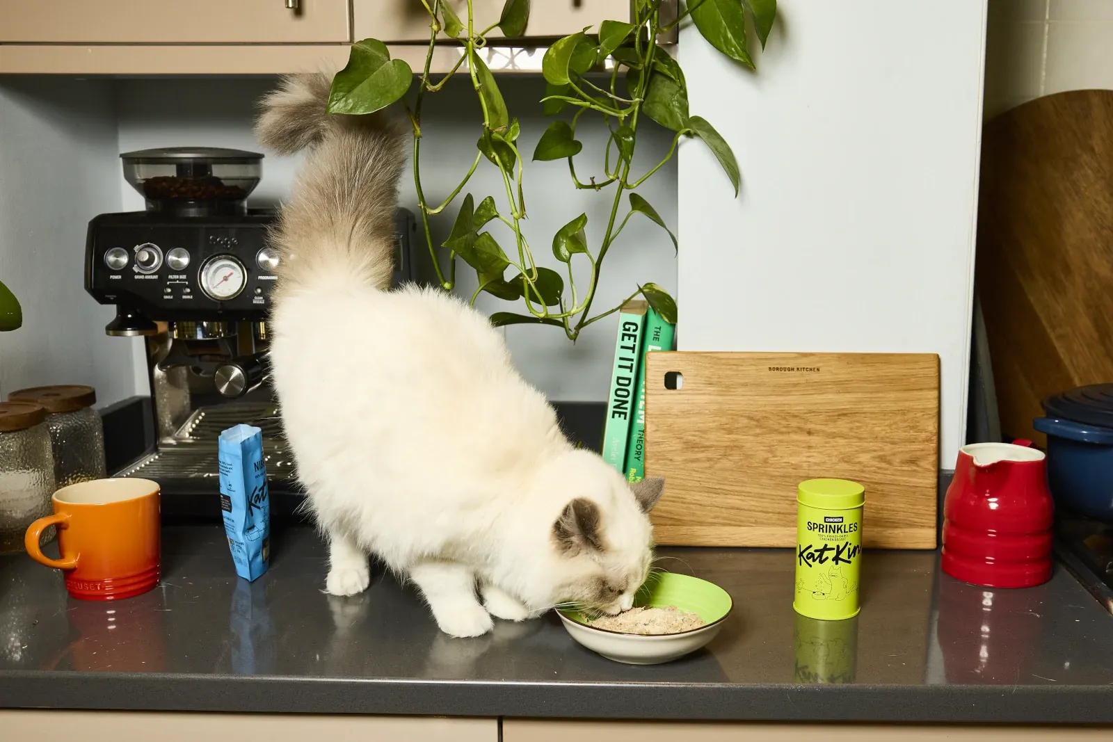 Cat enjoying sprinkles