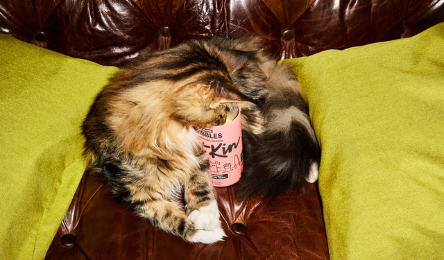 University of Essex declares Campus Cat Day