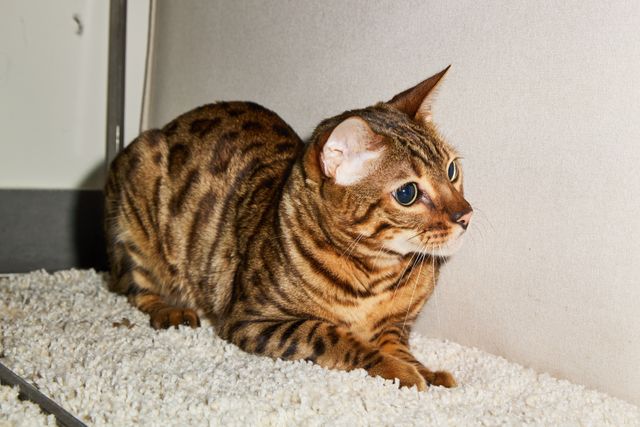 Is your vet all-in for cat health?