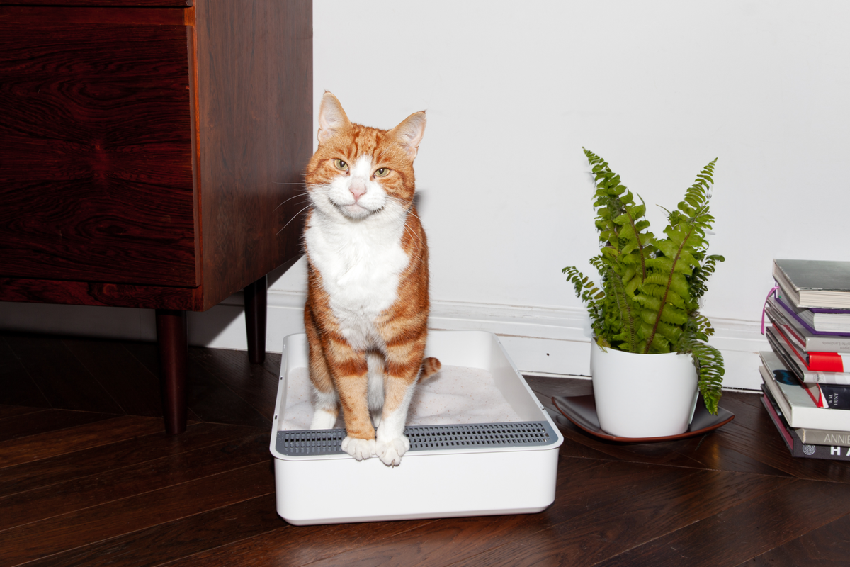 Litter Box 101: How to Choose the Best Litter Box for Your Cat