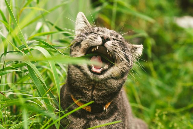 Why do cats eat grass