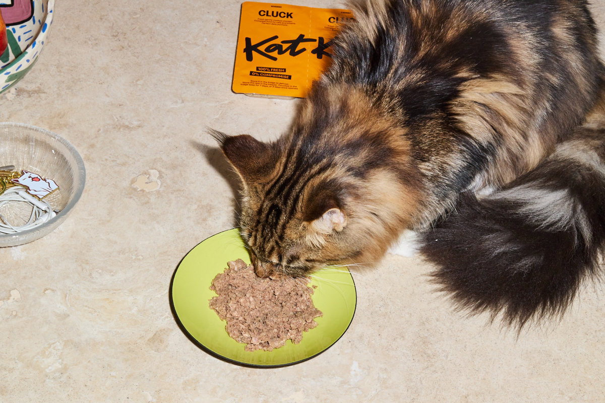 Cat treats for cats with best sale kidney disease