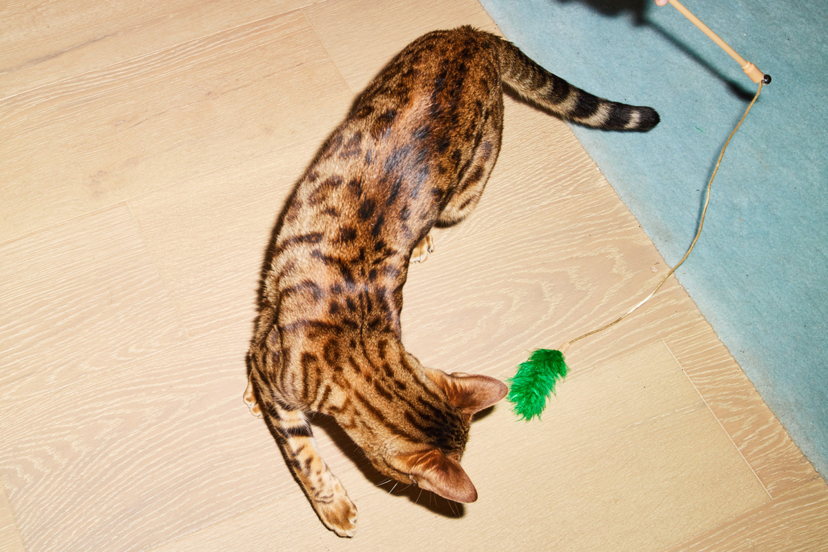 Home Is Where the Heart Is – Keeping Your Indoor Cat Entertained