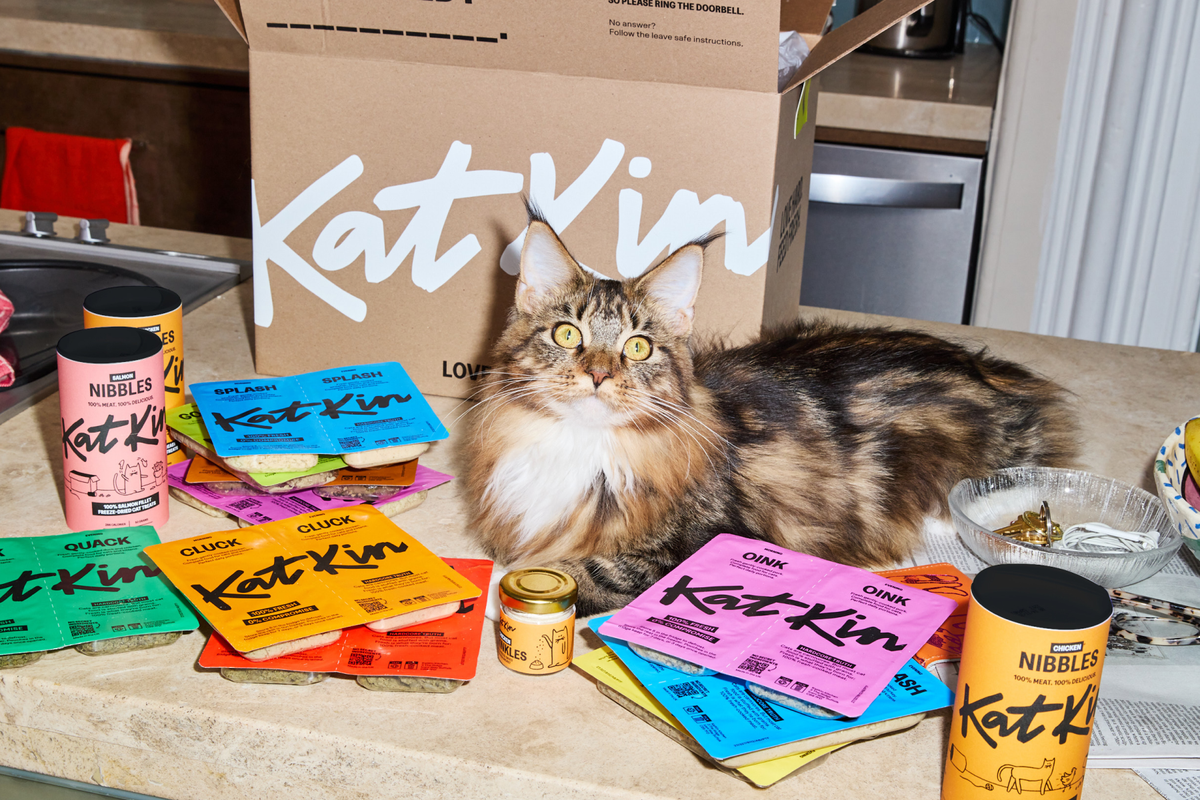 Weight Loss in Cats Causes What to Do KatKin