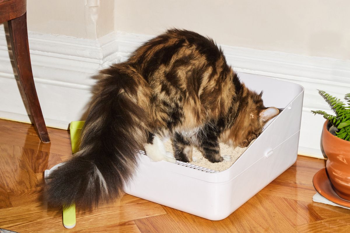 Why is my clearance cat eating her litter