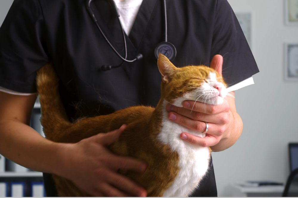 Common urinary disorders in cats