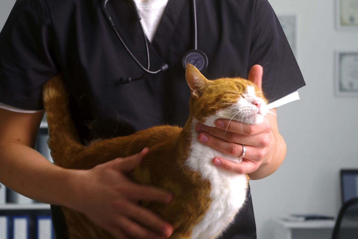  Kitten Diarrhoea: Causes, Treatment & When to See a Vet