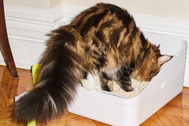 automatic cat litter box as seen on tv Cat Litter Box CS106 All-in-One Starter Bundle