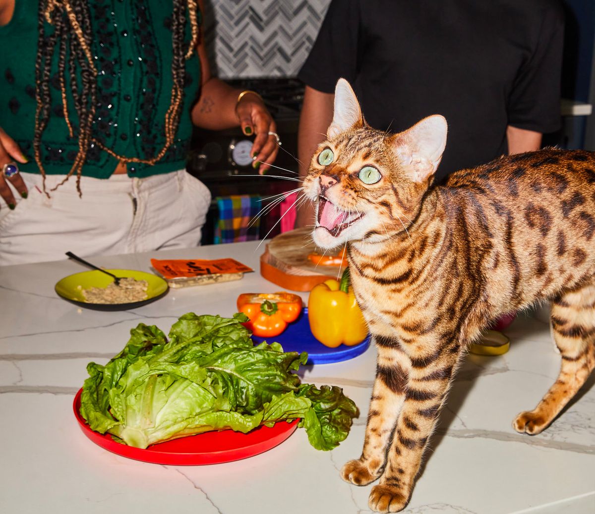 Cat on table