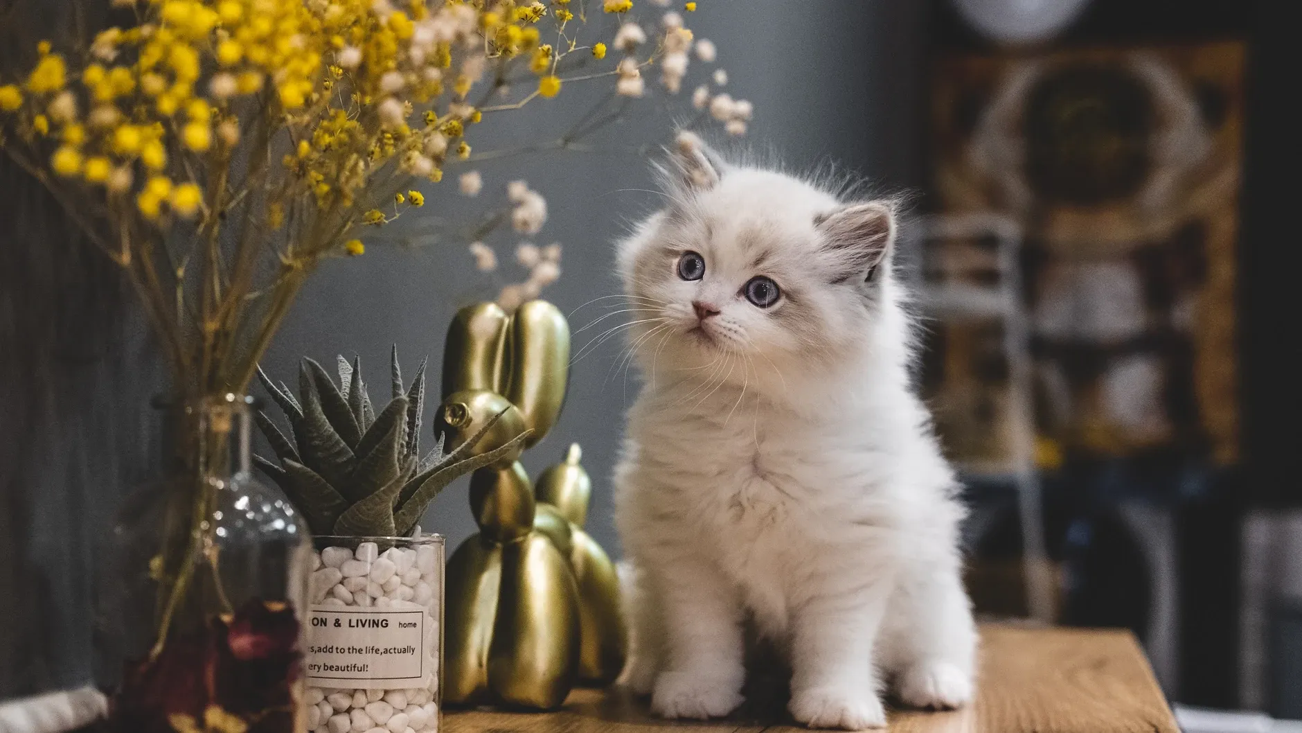 11 indoor plants that are safe for cats