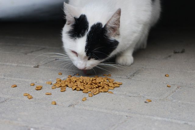 Changing cat food how to switch KatKin