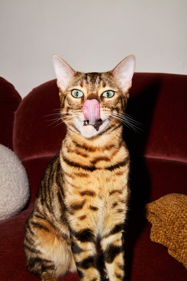 What's Wrong With Cat Food