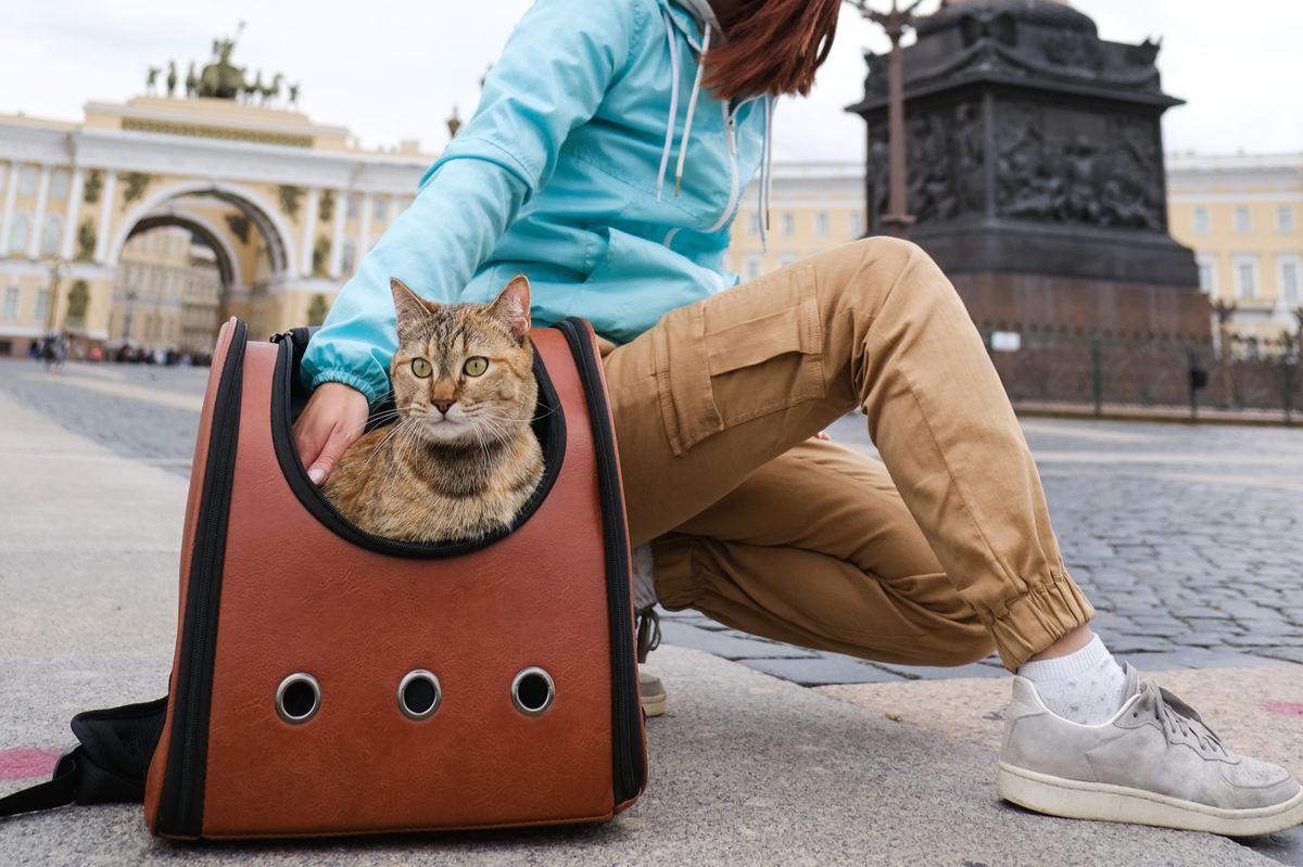 The ultimate guide to travelling with a cat