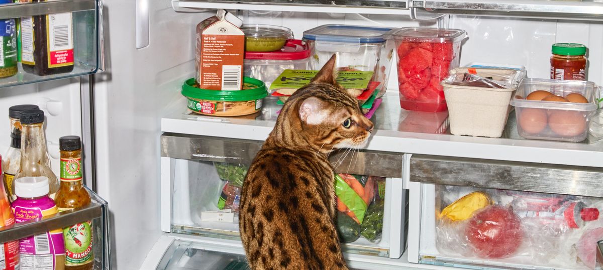 Cat looks for KatKin fresh cat food in fridge