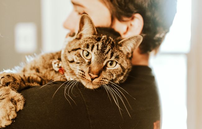 How to help cats when you don't have one