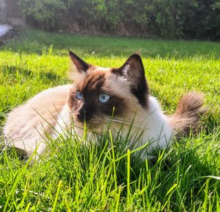 Cleo