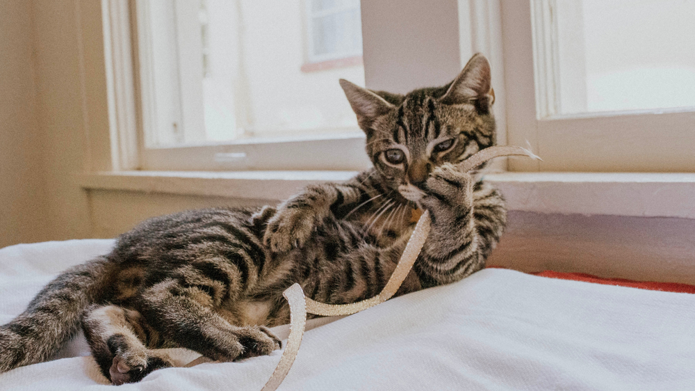 Stress In Cats - Pheromones