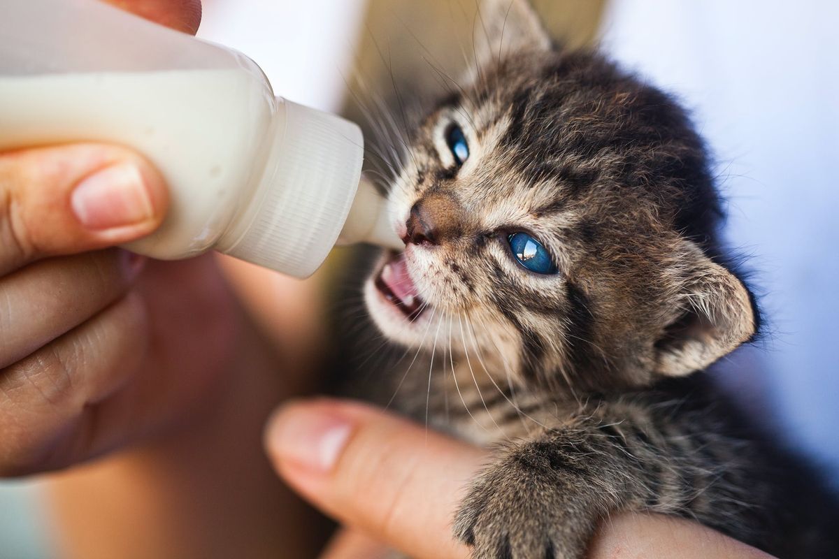 Can 8 week outlet old kittens drink milk